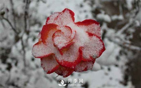 月季冬天會(huì )凍死嗎？月季花怎么過(guò)冬？月季的安全越冬方法介紹！(圖3)