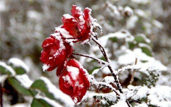 月季冬天會(huì )凍死嗎？月季花怎么過(guò)冬？月季的安全越冬方法介紹！(圖1)