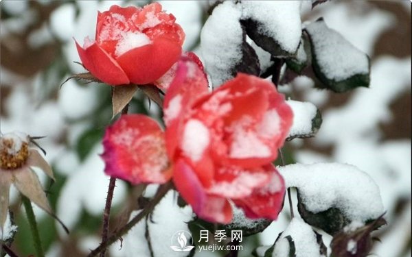 月季冬天會(huì )凍死嗎？月季花怎么過(guò)冬？月季的安全越冬方法介紹！(圖2)