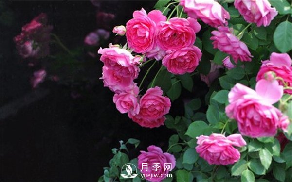 藤本月季大游行種植養護指南(圖2)