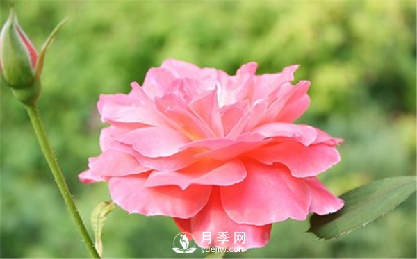 月季與玫瑰的區別(圖集講解)(圖1)