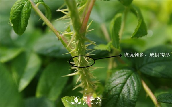 月季與玫瑰的區別(圖集講解)(圖4)
