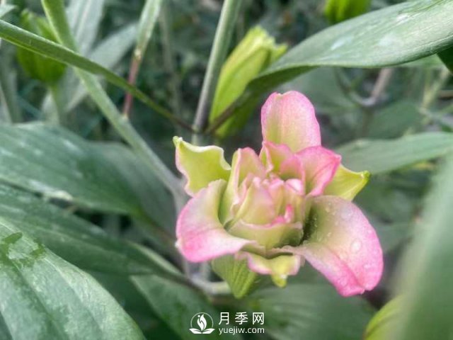 浙江成功引種玫瑰百合，它究竟是月季，還是百合？(圖12)