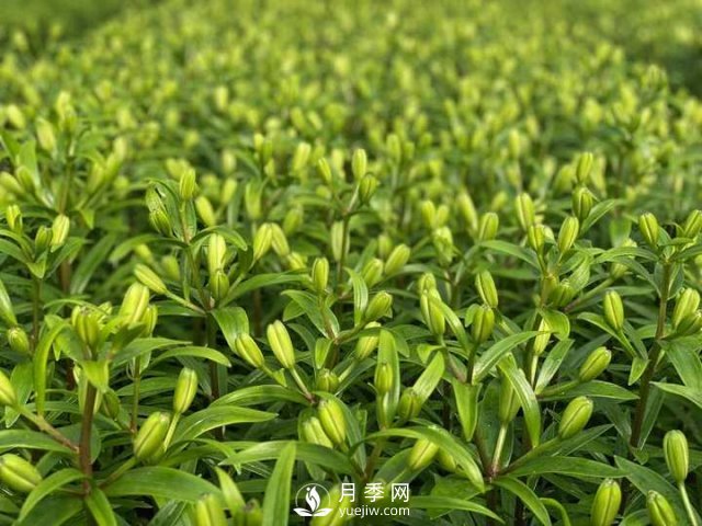 浙江成功引種玫瑰百合，它究竟是月季，還是百合？(圖13)
