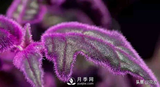 紫鵝絨栽培養護，出絨葉紫七招(圖1)