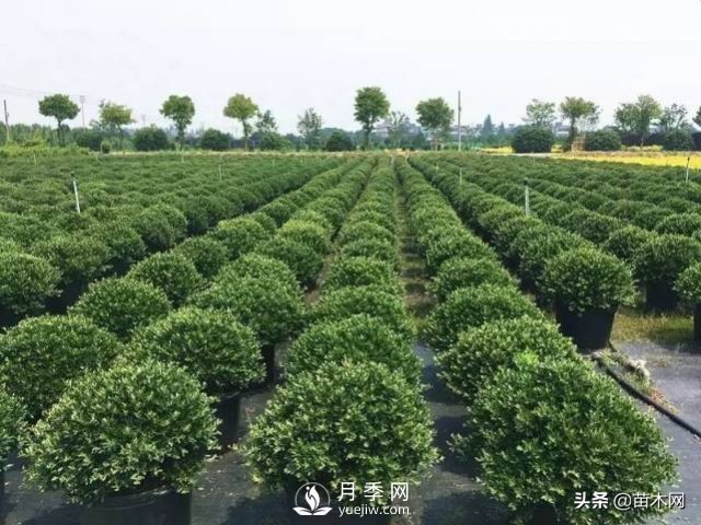 容器苗越來(lái)越炙手可熱的原因(圖3)