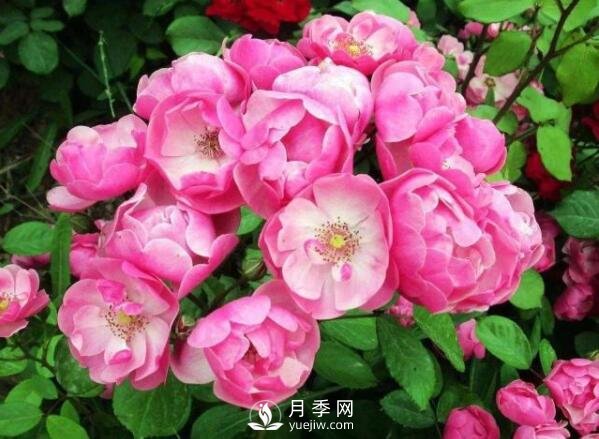 藤本月季多少錢(qián)？藤本月季價(jià)格相差大差距在哪？(圖1)