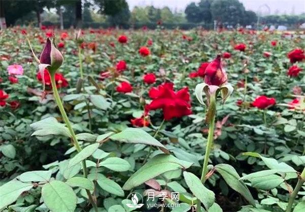 “高顏值”大花月季上街！四川成都立交橋月季花帶來(lái)了！(圖3)