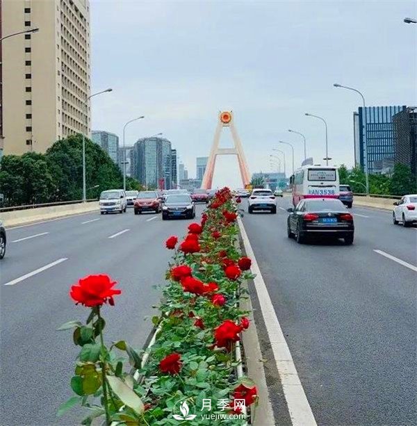 “高顏值”大花月季上街！四川成都立交橋月季花帶來(lái)了！(圖1)