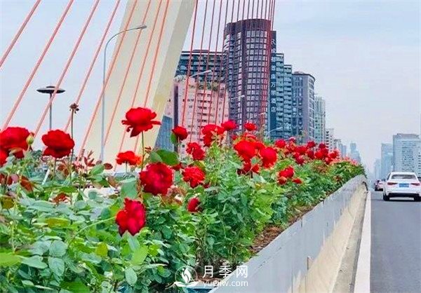 “高顏值”大花月季上街！四川成都立交橋月季花帶來(lái)了！(圖2)