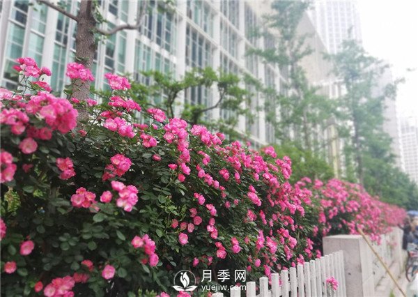 月季園林大觀(guān)，月季扮靚各大城市！(圖4)