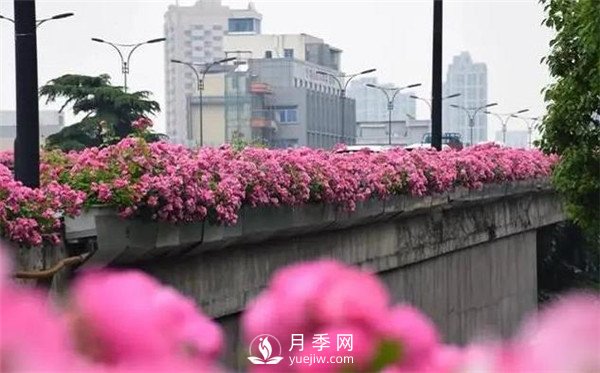 100余萬(wàn)株月季引進(jìn)，2020年太原市將變身玫瑰之都(圖1)