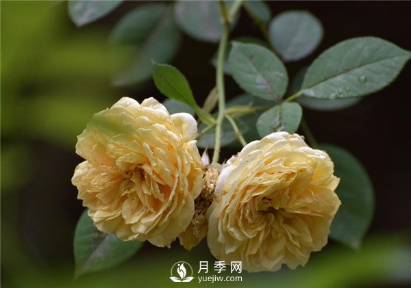 100余萬(wàn)株月季引進(jìn)，2020年太原市將變身玫瑰之都(圖3)