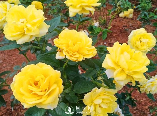 杭州高架“網(wǎng)紅月季花”都有那些品種？(圖8)