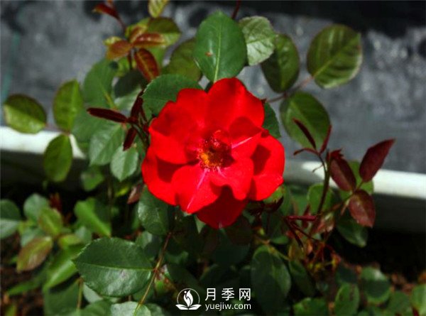 杭州高架“網(wǎng)紅月季花”都有那些品種？(圖3)