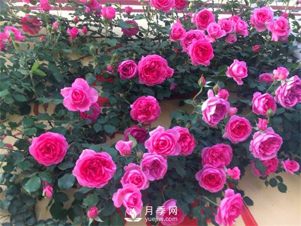 杭州高架“網(wǎng)紅月季花”都有那些品種？(圖7)