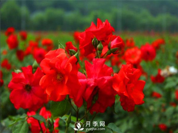 杭州高架“網(wǎng)紅月季花”都有那些品種？(圖2)