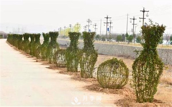 渭南引進(jìn)南陽(yáng)月季，強勢打造馬趵泉景區景觀(guān)美化帶(圖4)