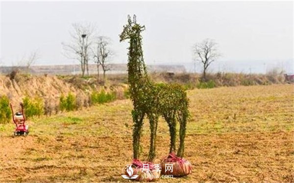 渭南引進(jìn)南陽(yáng)月季，強勢打造馬趵泉景區景觀(guān)美化帶(圖5)