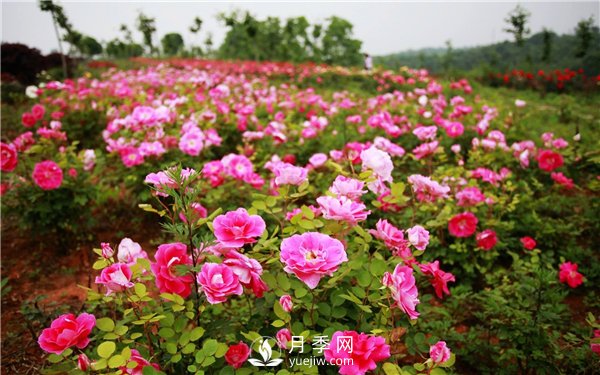 看樹(shù)狀月季在城市綠化項目中如何運用(圖2)