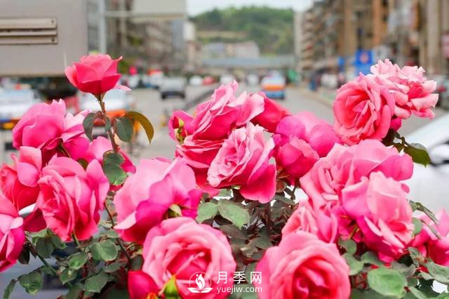 以市花月季為主 打造綿陽(yáng)特色城市景觀(guān)(圖1)
