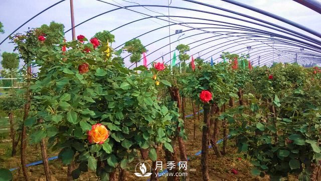 南陽(yáng)樹(shù)狀月季怎么培育，南陽(yáng)月季樹(shù)有什么特點(diǎn)(圖1)