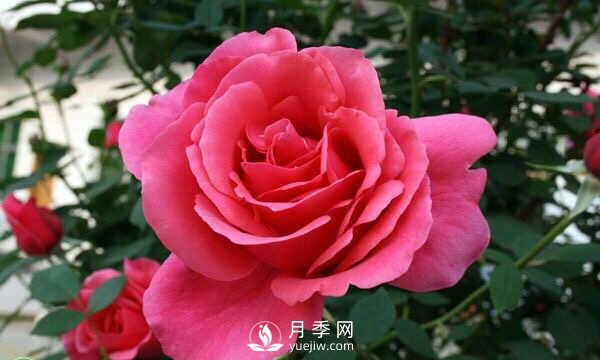 樹(shù)狀月季花的盆栽養殖方法(圖1)