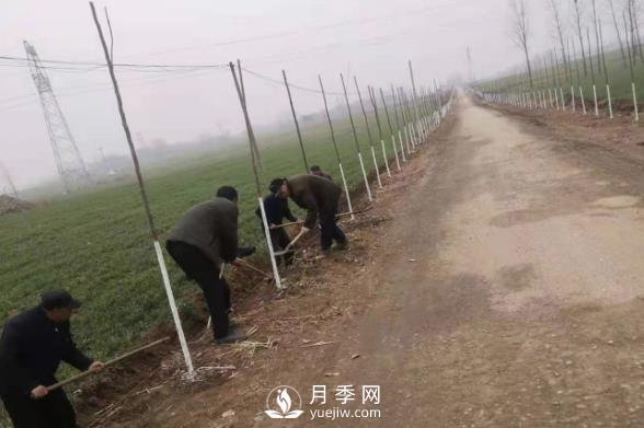 南陽(yáng)唐河：三個(gè)高標準推進(jìn)造林綠化高質(zhì)量(圖1)
