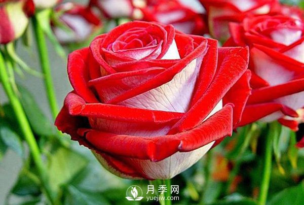 現代月季按開(kāi)花樣式通常分以下類(lèi)型，快來(lái)看看吧(圖1)