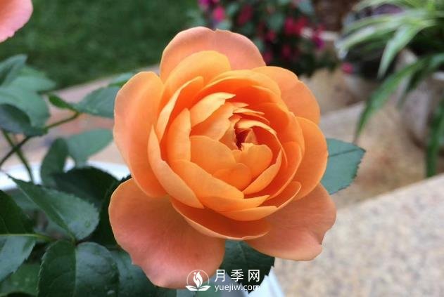 看到我修剪月季，鄰居說(shuō)種月季多會(huì )破財，建議全砍掉(圖1)