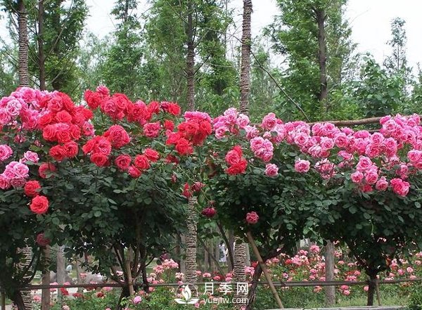 如何把浙江棒棒糖月季能養成浙江樹(shù)狀月季(圖1)