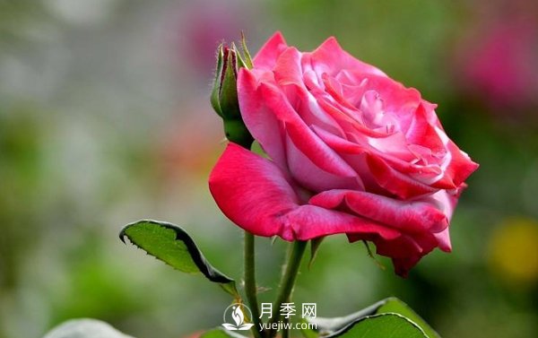月季是一種中藥藥材嗎？有什么藥效(圖1)