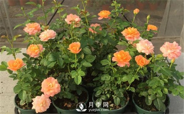 栽種南陽(yáng)月季花苗選用哪種土更合適？(圖1)