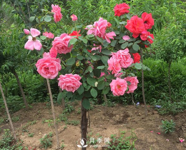 南陽(yáng)月季樹(shù)長(cháng)的都是啞枝，什么原因？(圖1)