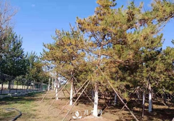 松樹(shù)針葉發(fā)生干枯、落針的5個(gè)原因和解決方法(圖1)