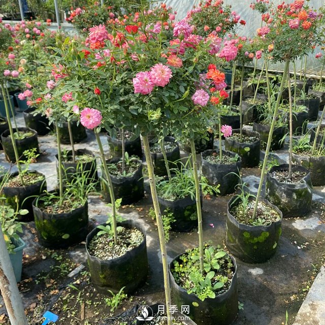 南陽(yáng)產(chǎn)地棒棒糖月季樹(shù)的品種、價(jià)格和小知識(圖1)