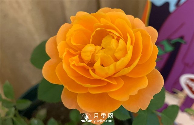 推薦5款月季品種，好看又好養，抗病能力強，值得擁有(圖1)