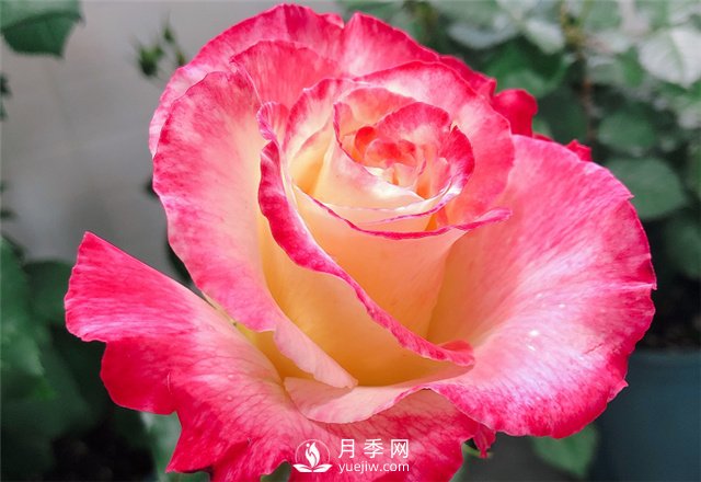 推薦5款月季品種，好看又好養，抗病能力強，值得擁有(圖2)