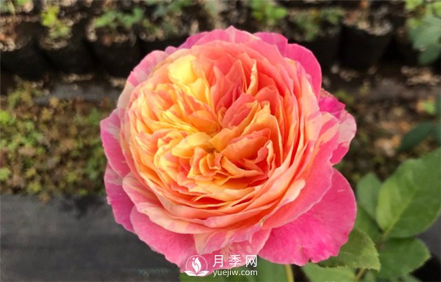 推薦5款月季品種，好看又好養，抗病能力強，值得擁有(圖3)