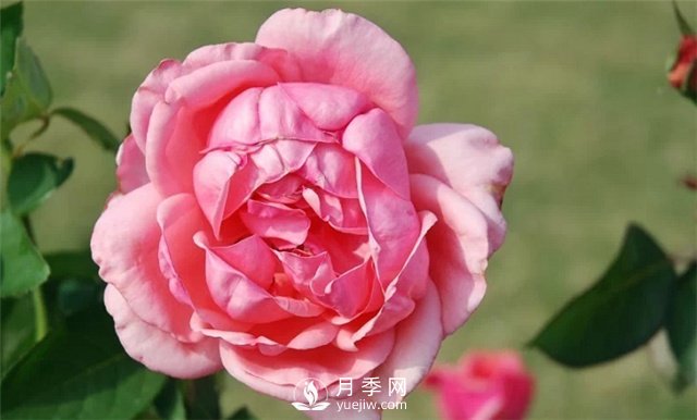 推薦5款月季品種，好看又好養，抗病能力強，值得擁有(圖4)