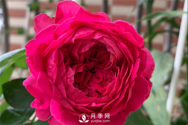 推薦5款月季品種，好看又好養，抗病能力強，值得擁有(圖5)