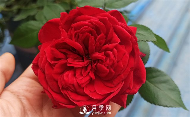 推薦10款紅色系月季品種，中國紅開(kāi)啟2021好彩頭(圖1)
