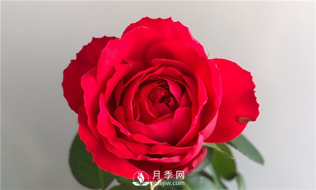 推薦10款紅色系月季品種，中國紅開(kāi)啟2021好彩頭(圖4)