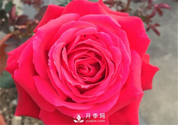 推薦10款紅色系月季品種，中國紅開(kāi)啟2021好彩頭(圖8)