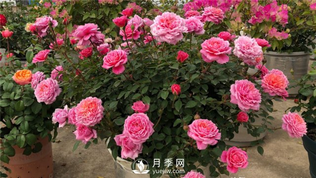 推薦10個(gè)陽(yáng)臺月季品種，小陽(yáng)臺的微型月季清單(圖1)