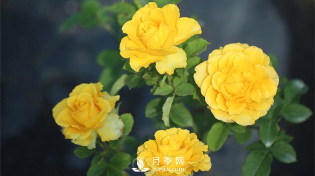 推薦10個(gè)陽(yáng)臺月季品種，小陽(yáng)臺的微型月季清單(圖4)