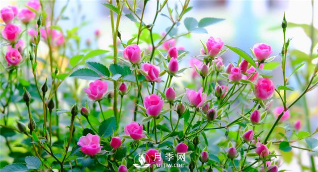 推薦10個(gè)陽(yáng)臺月季品種，小陽(yáng)臺的微型月季清單(圖8)