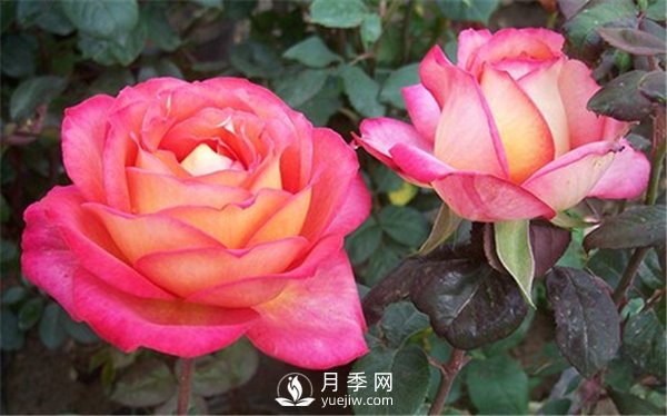 如何養護好淄博月季花(圖1)