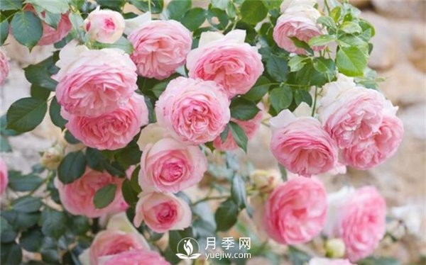 不同時(shí)期月季病蟲(chóng)災需要怎么防止(圖1)