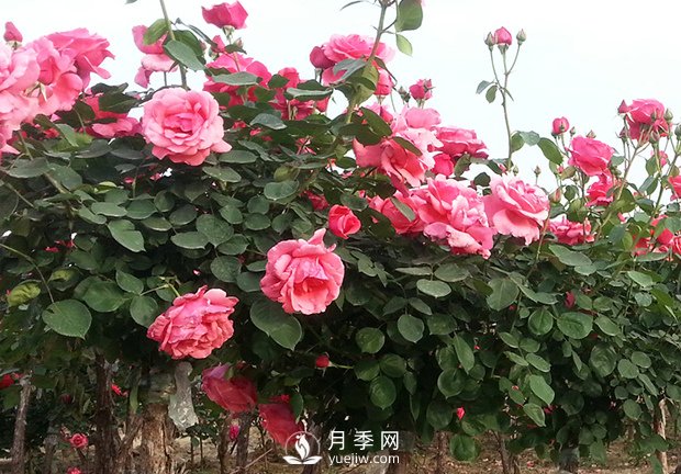月季新葉卷曲枯萎，對癥下藥教您防治(圖1)